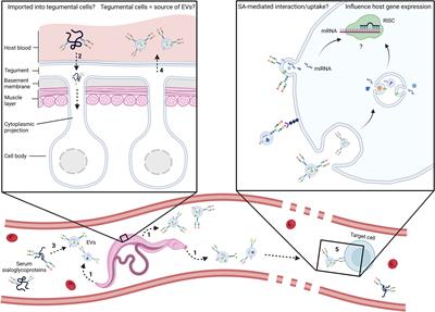 Hidden in plain sight: How helminths manage to thrive in host blood